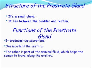 Structure of the Prostrate Gland
 It’s a small gland.
 It lies between the bladder and rectum.
Functions of the Prostrate
Gland
It produces two secretions.
One moistens the urethra.
The other is part of the seminal fluid, which helps the
semen to travel along the urethra.
 