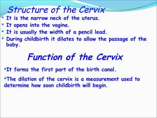 Structure of the Cervix
 It is the narrow neck of the uterus.
 It opens into the vagina.
 It is usually the width of a pencil lead.
 During childbirth it dilates to allow the passage of the
baby.
Function of the Cervix
It forms the first part of the birth canal.
The dilation of the cervix is a measurement used to
determine how soon childbirth will begin.
 