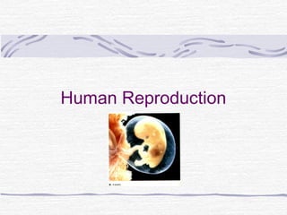 Human Reproduction 
 