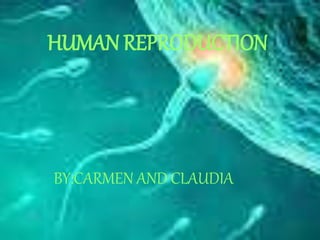 HUMAN REPRODUCTION
BY:CARMEN AND CLAUDIA
 