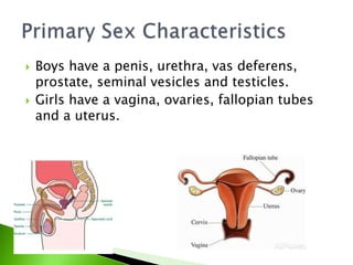  Boys have a penis, urethra, vas deferens,
prostate, seminal vesicles and testicles.
 Girls have a vagina, ovaries, fallopian tubes
and a uterus.
 