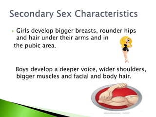  Girls develop bigger breasts, rounder hips
and hair under their arms and in
the pubic area.
Boys develop a deeper voice, wider shoulders,
bigger muscles and facial and body hair.
 