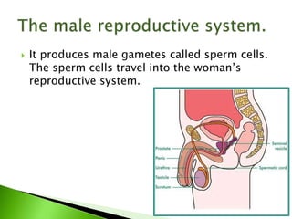  It produces male gametes called sperm cells.
The sperm cells travel into the woman’s
reproductive system.
 