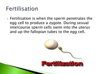  Fertilisation is when the sperm penetrates the
egg cell to produce a zygote. During sexual
intercourse sperm cells swim into the uterus
and up the fallopian tubes to the egg cell.
 