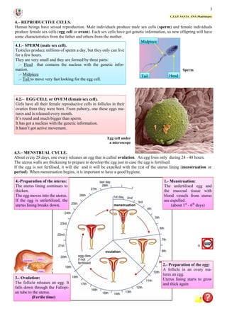 3
C.E.I.P. SANTA ANA (Madridejos)
4.– REPRODUCTIVE CELLS.
Human beings have sexual reproduction. Male individuals produce male sex cells (sperm) and female individuals
produce female sex cells (egg cell or ovum). Each sex cells have got genetic information, so new offspring will have
some characteristics from the father and others from the mother.
4.1.– SPERM (male sex cell).
Testicles produce millions of sperm a day, but they only can live
for a few hours.
They are very small and they are formed by three parts:
.– Head that contains the nucleus with the genetic infor-
mation.
.– Midpiece
.– Tail to move very fast looking for the egg cell.
4.2.– EGG CELL or OVUM (female sex cell).
Girls have all their female reproductive cells in follicles in their
ovaries from they were born. From puberty, one these eggs ma-
tures and is released every month.
It’s round and much bigger than sperm.
It has got a nucleus with the genetic information.
It hasn’t got active movement.
4.3.– MENSTRUAL CYCLE.
About every 28 days, one ovary releases an egg that is called ovulation. An egg lives only during 24 - 48 hours.
The uterus walls are thickening to prepare to develop the egg just in case the egg is fertilised.
If the egg is not fertilised, it will die and it will be expelled with the rest of the uterus lining (menstruation or
period). When menstruation begins, it is important to have a good hygiene.
Head
Midpiece
Tail
Sperm
Egg cell under
a microscope
1.- Menstruation:
The unfertilised egg and
the mucosal tissue with
blood vessels from uterus
are expelled.
(about 1st
- 6th
days)
2.- Preparation of the egg:
A follicle in an ovary ma-
tures an egg.
Uterus lining starts to grow
and thick again
4.-Preparation of the uterus:
The uterus lining continues to
thicken.
The egg moves into the uterus.
If the egg is unfertilized, the
uterus lining breaks down.
3.- Ovulation:
The follicle releases an egg. It
falls down through the Fallopi-
an tube to the uterus.
(Fertile time)
Egg released
Ovary
Follicle
7
6
 