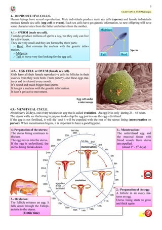 3
C.E.I.P. SANTA ANA (Madridejos)
4.– REPRODUCTIVE CELLS.
Human beings have sexual reproduction. Male individuals produce ...