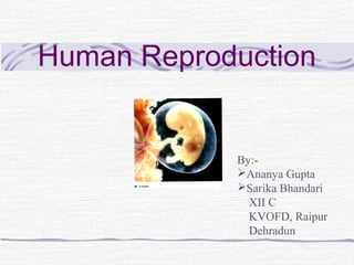 Human Reproduction
By:-
Ananya Gupta
Sarika Bhandari
XII C
KVOFD, Raipur
Dehradun
 