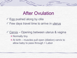 After Ovulation
Egg pushed along by cilia
Few days travel time to arrive in uterus
Cervix – Opening between uterus & vagina
Normally tiny
At birth – muscles pull open (dilation) cervix to
allow baby to pass through = Labor
 