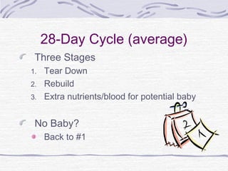 28-Day Cycle (average)
Three Stages
1. Tear Down
2. Rebuild
3. Extra nutrients/blood for potential baby
No Baby?
Back to #1
 