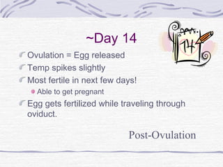 ~Day 14
Ovulation = Egg released
Temp spikes slightly
Most fertile in next few days!
Able to get pregnant
Egg gets fertilized while traveling through
oviduct.
Post-Ovulation
 