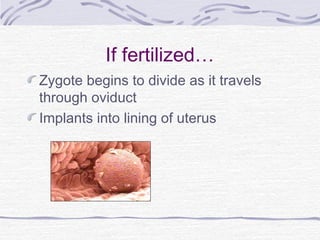 If fertilized…
Zygote begins to divide as it travels
through oviduct
Implants into lining of uterus
 