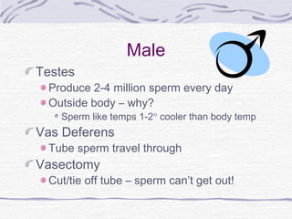 Male
Testes
Produce 2-4 million sperm every day
Outside body – why?
Sperm like temps 1-2° cooler than body temp
Vas Deferens
Tube sperm travel through
Vasectomy
Cut/tie off tube – sperm can’t get out!
 