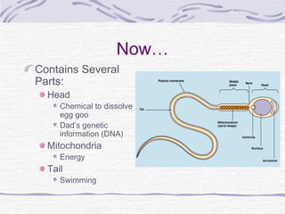 Now…
Contains Several
Parts:
Head
Chemical to dissolve
egg goo
Dad’s genetic
information (DNA)
Mitochondria
Energy
Tail
Swimming
 