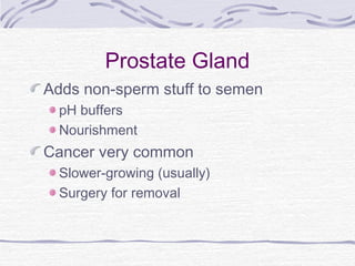 Prostate Gland
Adds non-sperm stuff to semen
pH buffers
Nourishment
Cancer very common
Slower-growing (usually)
Surgery for removal
 