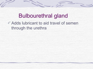 Bulbourethral gland
Adds lubricant to aid travel of semen
through the urethra
 