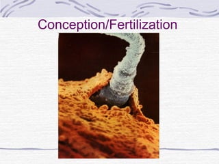 Conception/Fertilization
 