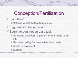 Conception/Fertilization
Ejaculation
Release of 300-500 million sperm
Egg needs to be in oviduct
Sperm to egg, not an easy task
Go wrong direction : 2 paths – only 1 leads to an
egg
Get attacked by female’s white blood cells
Acidic environment
Current
 