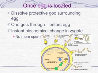 Once egg is located…
Dissolve protective goo surrounding
egg
One gets through – enters egg
Instant biochemical change in zygote
No more sperm allowed in
 