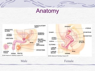 Anatomy
Male Female
 