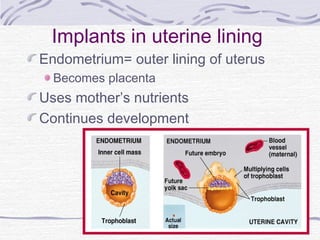 Implants in uterine lining
Endometrium= outer lining of uterus
Becomes placenta
Uses mother’s nutrients
Continues development
 