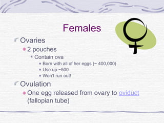 Females
Ovaries
2 pouches
Contain ova
Born with all of her eggs (~ 400,000)
Use up ~500
Won’t run out!
Ovulation
One egg released from ovary to oviduct
(fallopian tube)
 