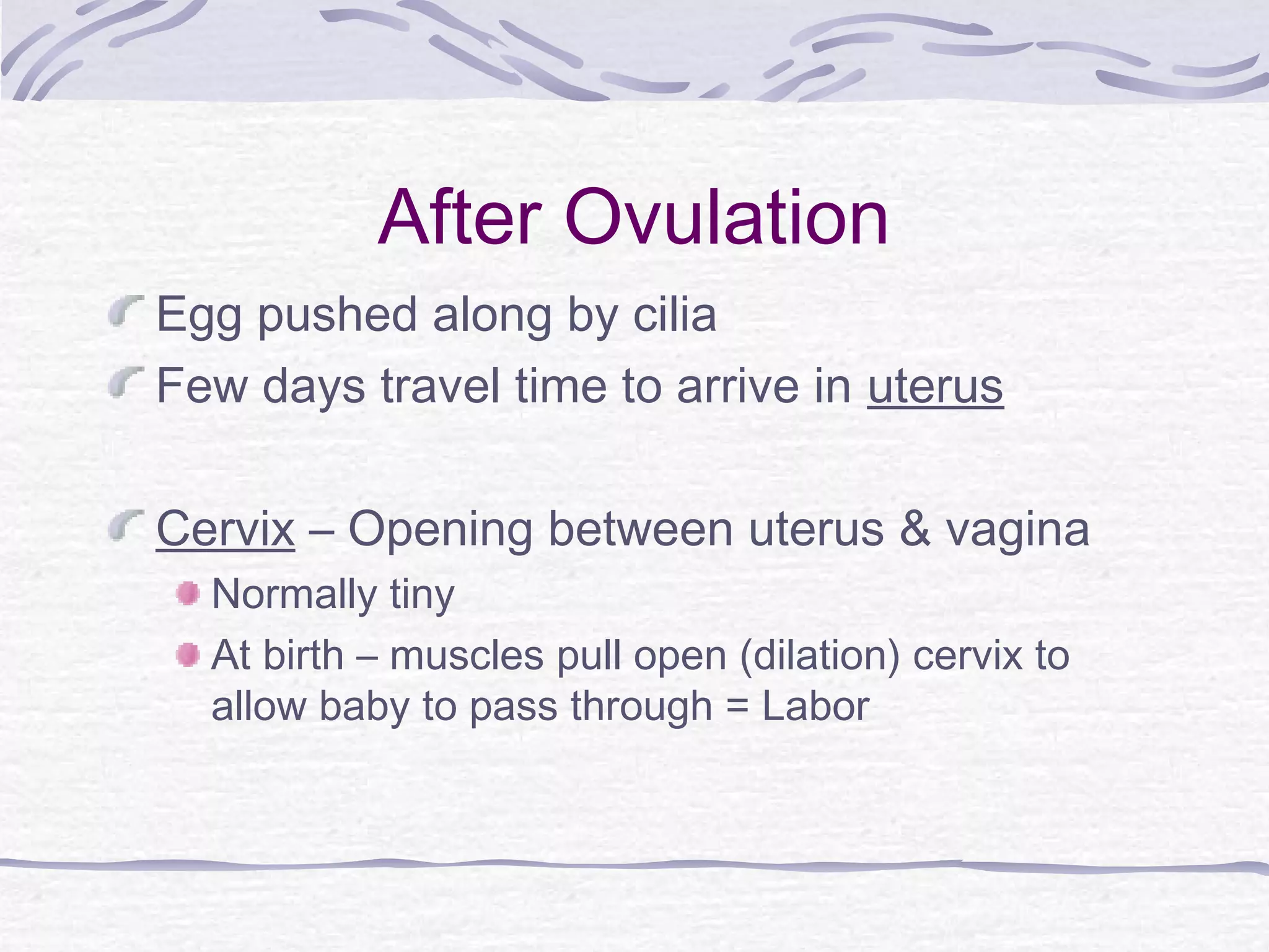 After Ovulation
Egg pushed along by cilia
Few days travel time to arrive in uterus
Cervix – Opening between uterus & vagina
Normally tiny
At birth – muscles pull open (dilation) cervix to
allow baby to pass through = Labor
 