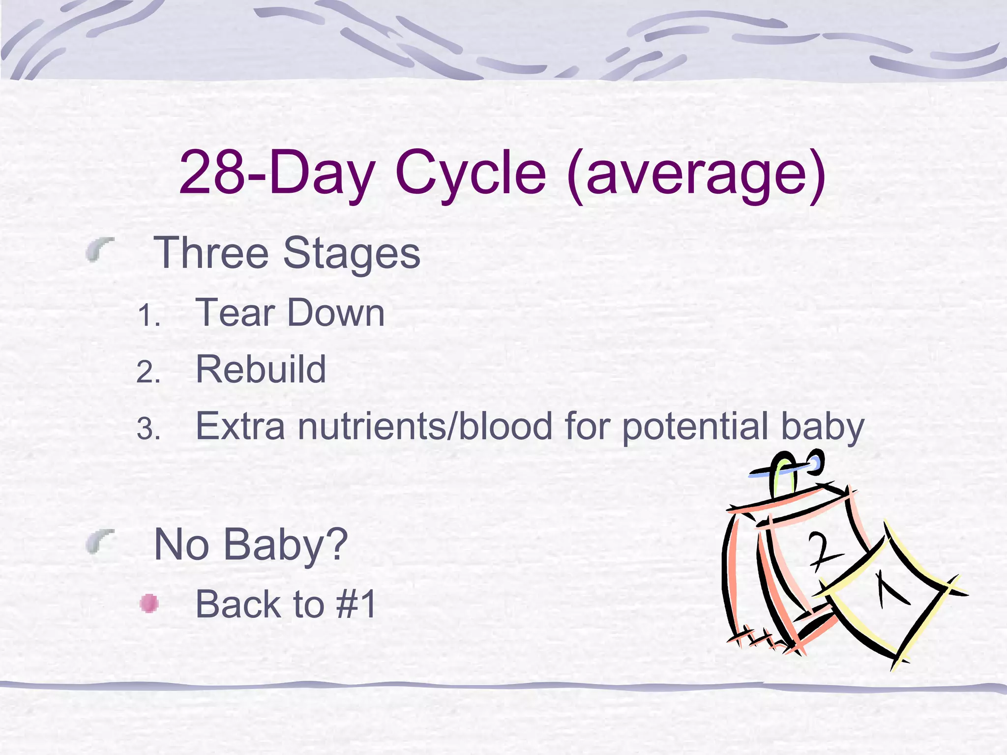 28-Day Cycle (average)
Three Stages
1. Tear Down
2. Rebuild
3. Extra nutrients/blood for potential baby
No Baby?
Back to #1
 