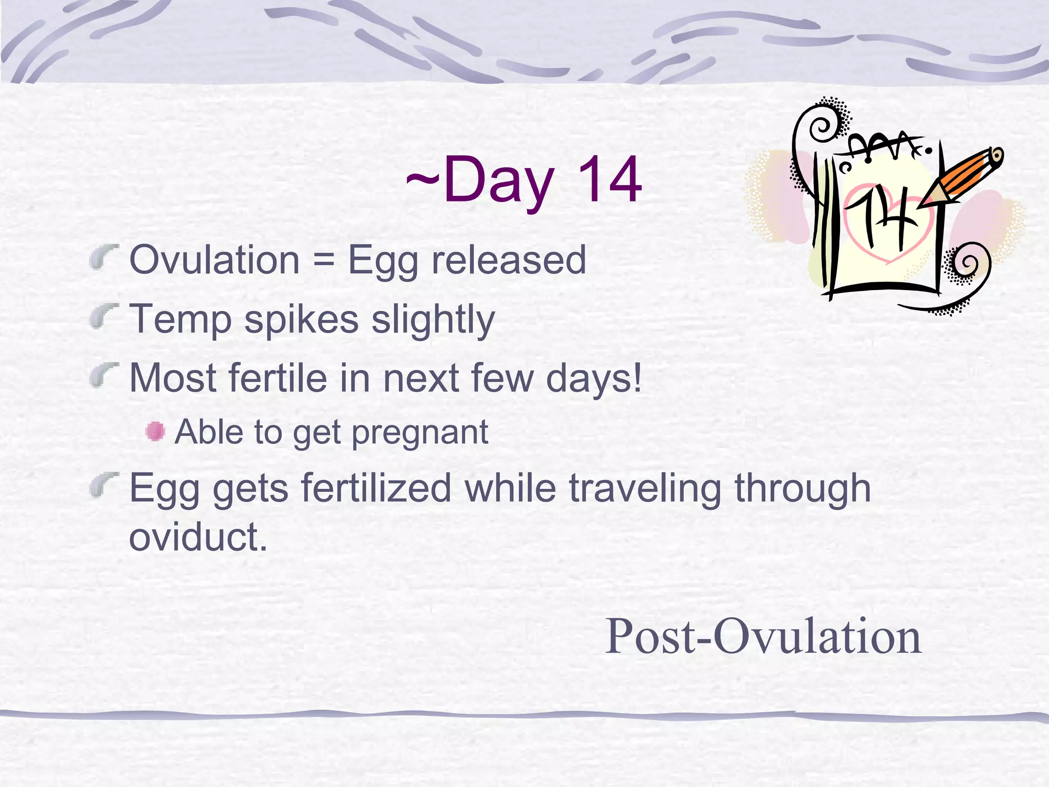 ~Day 14
Ovulation = Egg released
Temp spikes slightly
Most fertile in next few days!
Able to get pregnant
Egg gets fertilized while traveling through
oviduct.
Post-Ovulation
 
