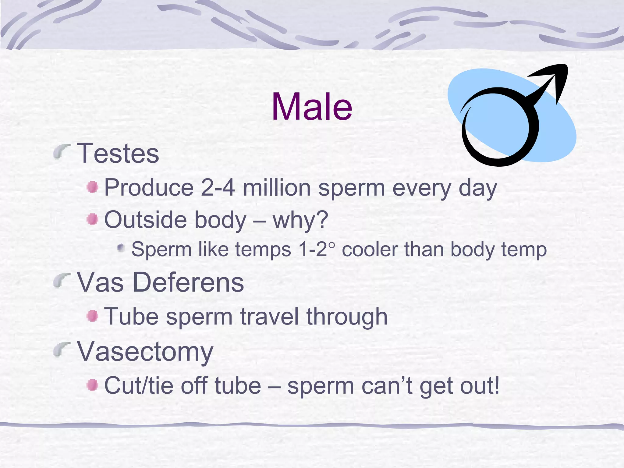 Male
Testes
Produce 2-4 million sperm every day
Outside body – why?
Sperm like temps 1-2° cooler than body temp
Vas Deferens
Tube sperm travel through
Vasectomy
Cut/tie off tube – sperm can’t get out!
 