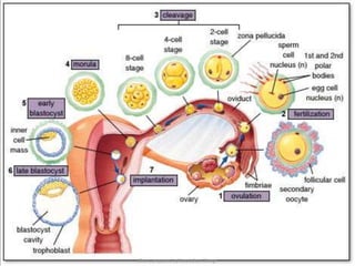 Human reproduction | PPTX