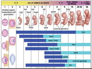Reproduction Timeline Examples Human reproduction | PPTX