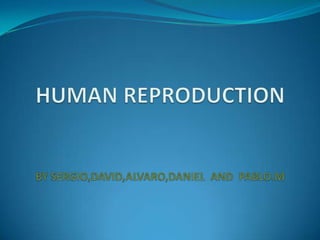 HUMAN REPRODUCTIONBY SERGIO,DAVID,ALVARO,DANIEL  AND  PABLO.M 