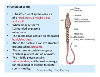 Structure of sperm:
• Ultrastructure of sperm consists
of a head, neck, a middle piece
and a tail.
• Whole body of sperm
surrounded by plasma
membrane.
• The sperm head contain an elongated
haploid nucleus.haploid nucleus.
• Above the nucleus a cap like structure
present called acrosome.
• The acrosome contains enzymes
which help in fertilization of ovum.
• The middle piece contains
mitochondria, which provide energy
for movement of tail that facilitate
sperm motility.
 