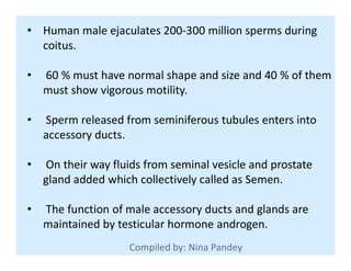 • Human male ejaculates 200-300 million sperms during
coitus.
• 60 % must have normal shape and size and 40 % of them
must show vigorous motility.
• Sperm released from seminiferous tubules enters into
accessory ducts.accessory ducts.
• On their way fluids from seminal vesicle and prostate
gland added which collectively called as Semen.
• The function of male accessory ducts and glands are
maintained by testicular hormone androgen.
 