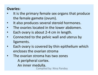Ovaries:
• It is the primary female sex organs that produce
the female gamete (ovum).
• It also produces several steroid hormones.
• The ovaries located in the lower abdomen.
• Each ovary is about 2-4 cm in length.
• Connected to the pelvic wall and uterus by• Connected to the pelvic wall and uterus by
ligaments.
• Each ovary is covered by thin epithelium which
encloses the ovarian stroma
• The ovarian stroma has two zones
A peripheral cortex.
An inner medulla.
 