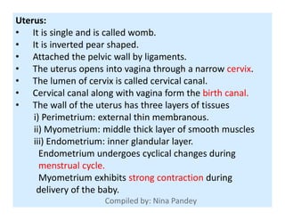 Uterus:
• It is single and is called womb.
• It is inverted pear shaped.
• Attached the pelvic wall by ligaments.
• The uterus opens into vagina through a narrow cervix.
• The lumen of cervix is called cervical canal.
• Cervical canal along with vagina form the birth canal.
• The wall of the uterus has three layers of tissues• The wall of the uterus has three layers of tissues
i) Perimetrium: external thin membranous.
ii) Myometrium: middle thick layer of smooth muscles
iii) Endometrium: inner glandular layer.
Endometrium undergoes cyclical changes during
menstrual cycle.
Myometrium exhibits strong contraction during
delivery of the baby.
 