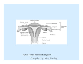 Human Female Reproductive System
 