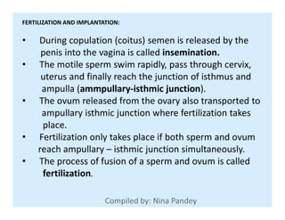 FERTILIZATION AND IMPLANTATION:
• During copulation (coitus) semen is released by the
penis into the vagina is called insemination.
• The motile sperm swim rapidly, pass through cervix,
uterus and finally reach the junction of isthmus and
ampulla (ammpullary-isthmic junction).
• The ovum released from the ovary also transported to
ampullary isthmic junction where fertilization takesampullary isthmic junction where fertilization takes
place.
• Fertilization only takes place if both sperm and ovum
reach ampullary – isthmic junction simultaneously.
• The process of fusion of a sperm and ovum is called
fertilization.
 