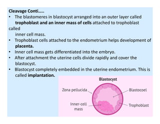 Cleavage Conti…..
• The blastomeres in blastocyst arranged into an outer layer called
trophoblast and an inner mass of cells attached to trophoblast
called
inner cell mass.
• Trophoblast cells attached to the endometrium helps development of
placenta.
• Inner cell mass gets differentiated into the embryo.
• After attachment the uterine cells divide rapidly and cover the
blastocyst.blastocyst.
• Blastocyst completely embedded in the uterine endometrium. This is
called implantation.
 
