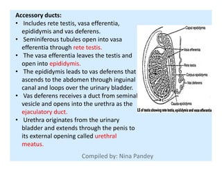 Accessory ducts:
• Includes rete testis, vasa efferentia,
epididymis and vas deferens.
• Seminiferous tubules open into vasa
efferentia through rete testis.
• The vasa efferentia leaves the testis and
open into epididymis.
• The epididymis leads to vas deferens that
ascends to the abdomen through inguinal
canal and loops over the urinary bladder.canal and loops over the urinary bladder.
• Vas deferens receives a duct from seminal
vesicle and opens into the urethra as the
ejaculatory duct.
• Urethra originates from the urinary
bladder and extends through the penis to
its external opening called urethral
meatus.
 