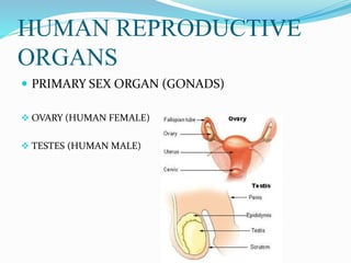 HUMAN REPRODUCTIVE
ORGANS
 PRIMARY SEX ORGAN (GONADS)
 OVARY (HUMAN FEMALE)
 TESTES (HUMAN MALE)
 