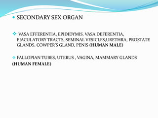  SECONDARY SEX ORGAN
 VASA EFFERENTIA, EPIDIDYMIS. VASA DEFERENTIA,
EJACULATORY TRACTS, SEMINAL VESICLES,URETHRA, PROSTATE
GLANDS, COWPER’S GLAND, PENIS (HUMAN MALE)
 FALLOPIAN TUBES, UTERUS , VAGINA, MAMMARY GLANDS
(HUMAN FEMALE)
 