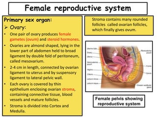 Female reproductive system
Primary sex organ:
➢ Ovary:
• One pair of ovary produces female
gametes (ovum) and steroid hormones.
• Ovaries are almond shaped, lying in the
lower part of abdomen held to broad
ligament by double fold of peritoneum,
called mesovarium.
• 2-4 cm in length, connected by ovarian
ligament to uterus and by suspensory
ligament to lateral pelvic wall.
• Each ovary is covered by thin
epithelium enclosing ovarian stroma,
containing connective tissue, blood
vessels and mature follicles.
• Stroma is divided into Cortex and
Medulla.
Stroma contains many rounded
follicles called ovarian follicles,
which finally gives ovum.
Female pelvis showing
reproductive system
 