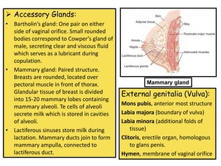 ➢ Accessory Glands:
• Bartholin’s gland: One pair on either
side of vaginal orifice. Small rounded
bodies correspond to Cowper’s gland of
male, secreting clear and viscous fluid
which serves as a lubricant during
copulation.
• Mammary gland: Paired structure.
Breasts are rounded, located over
pectoral muscle in front of thorax.
Glandular tissue of breast is divided
into 15-20 mammary lobes containing
mammary alveoli. Te cells of alveoli
secrete milk which is stored in cavities
of alveoli.
• Lactiferous sinuses store milk during
lactation. Mammary ducts join to form
mammary ampulla, connected to
lactiferous duct.
Mammary gland
External genitalia (Vulva):
Mons pubis, anterior most structure
Labia majora (boundary of vulva)
Labia minora (additional folds of
tissue)
Clitoris, erectile organ, homologous
to glans penis.
Hymen, membrane of vaginal orifice
 