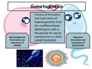 Gametogenesis
Process of formation
and maturation of
haploid gametes from
the undifferentiated
diploid germ cells in
the gonads for sexual
reproduction is called
GAMETOGENESIS
Spermatogenesis
(Formation and
maturation of
SPERM)
Oogenesis
(Formation and
maturation of
EGG/OVUM)
 