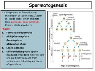 Spermatogenesis
It is the process of formation and
maturation of spermatozoa/sperm
(n) inside testis, which originate
from primordial germ cell (PGC).
Process starts at puberty.
Phases:
1. Formation of spermatid
• Multiplication phase
• Growth phase
• Maturation phase
2. Spermiogenesis
3. Differentiation phase: Sperm
heads get embedded in sertoli cells
and are finally released from
seminiferous tubule by a process
of spermiation.
 