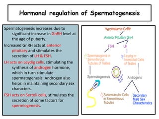 Hormonal regulation of Spermatogenesis
Spermatogenesis increases due to
significant increase in GnRH level at
the age of puberty.
Increased GnRH acts at anterior
pituitary and stimulates the
secretion of LH & FSH.
LH acts on Leydig cells, stimulating the
synthesis of androgen hormone,
which in turn stimulate
spermatogenesis. Androgen also
helps in maintaining secondary sex
characters.
FSH acts on Sertoli cells, stimulates the
secretion of some factors for
spermiogenesis.
 
