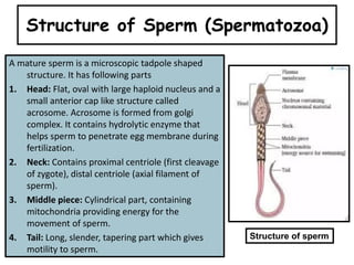 Structure of Sperm (Spermatozoa)
A mature sperm is a microscopic tadpole shaped
structure. It has following parts
1. Head: Flat, oval with large haploid nucleus and a
small anterior cap like structure called
acrosome. Acrosome is formed from golgi
complex. It contains hydrolytic enzyme that
helps sperm to penetrate egg membrane during
fertilization.
2. Neck: Contains proximal centriole (first cleavage
of zygote), distal centriole (axial filament of
sperm).
3. Middle piece: Cylindrical part, containing
mitochondria providing energy for the
movement of sperm.
4. Tail: Long, slender, tapering part which gives
motility to sperm.
Structure of sperm
 