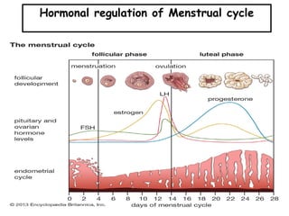 Hormonal regulation of Menstrual cycle
 