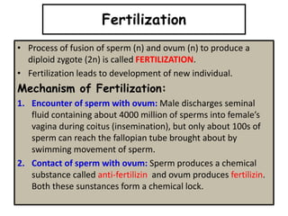 • Process of fusion of sperm (n) and ovum (n) to produce a
diploid zygote (2n) is called FERTILIZATION.
• Fertilization leads to development of new individual.
Mechanism of Fertilization:
1. Encounter of sperm with ovum: Male discharges seminal
fluid containing about 4000 million of sperms into female’s
vagina during coitus (insemination), but only about 100s of
sperm can reach the fallopian tube brought about by
swimming movement of sperm.
2. Contact of sperm with ovum: Sperm produces a chemical
substance called anti-fertilizin and ovum produces fertilizin.
Both these sunstances form a chemical lock.
Fertilization
 